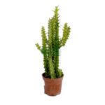 Euphorbia Trigona 'Mint Cream'