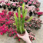 Euphorbia Trigona 'Mint Cream'