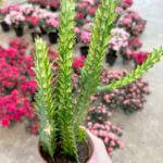 Euphorbia Trigona 'Mint Cream'