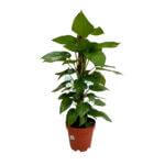 MoneyPlant