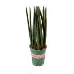 Sansevieria Cylindrica