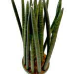 Sansevieria Cylindrica