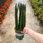 Sansevieria Cylindrica