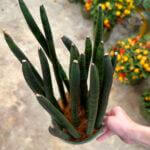 Sansevieria Cylindrica