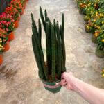 Sansevieria Cylindrica