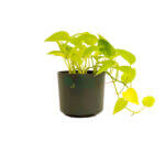 Money Plant Gold Black 1