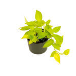 Money Plant Gold Black 2