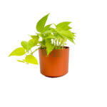 Money Plant Gold Copper 1