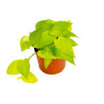 Money Plant Gold Copper 2