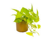 Money Plant Gold Gold 1