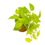 Money Plant Gold Gold 2