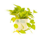 Money Plant Gold White 1