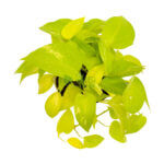 Money Plant Gold White 3