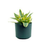 Sansevieria Golden Hani Black 1