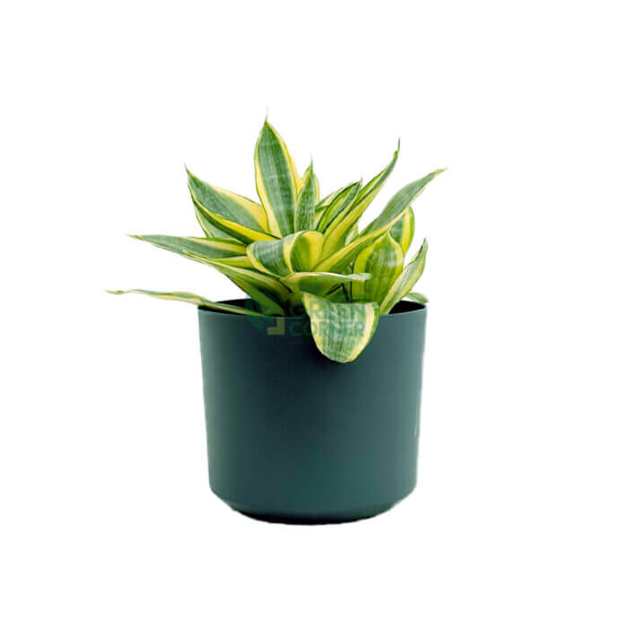 Sansevieria Golden Hani Black 1
