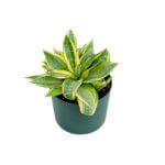 Sansevieria Golden Hani Black 2