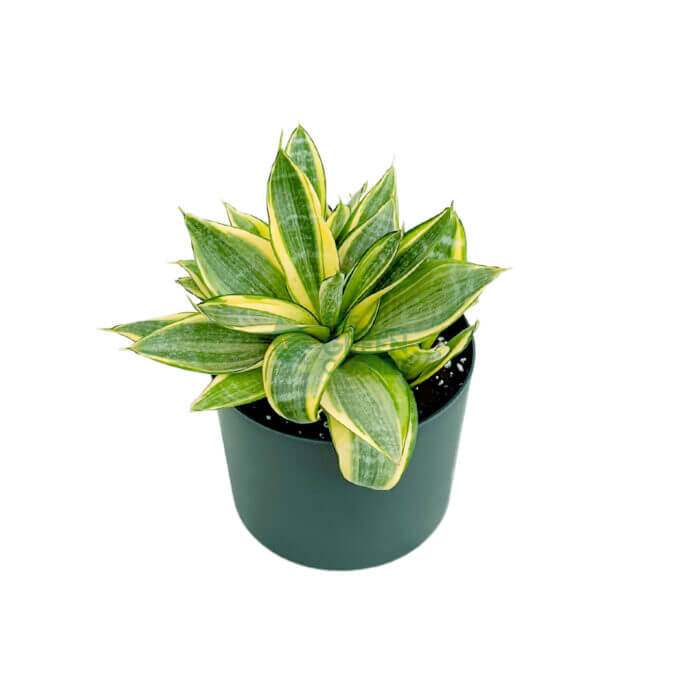Sansevieria Golden Hani Black 2