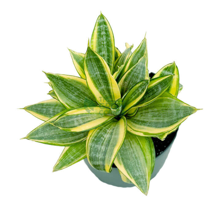 Sansevieria Golden Hani Black 3