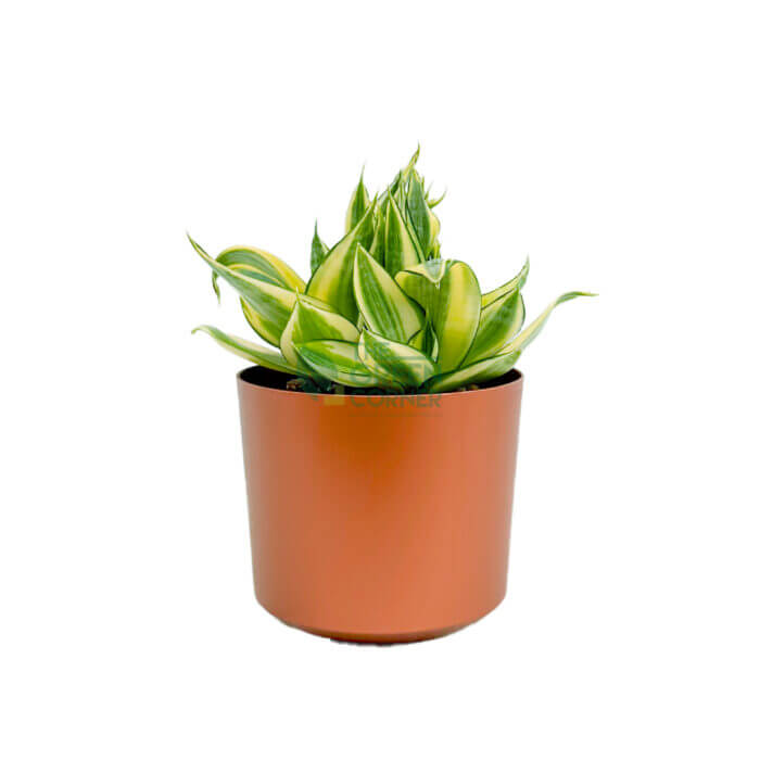 Sansevieria Golden Hani Copper 1
