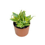 Sansevieria Golden Hani Copper 2