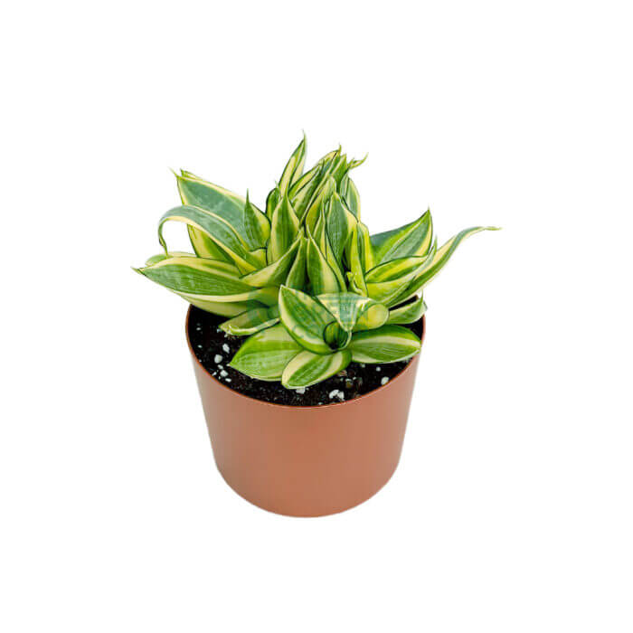 Sansevieria Golden Hani Copper 2