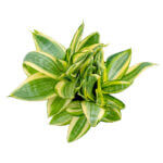 Sansevieria Golden Hani Copper 3