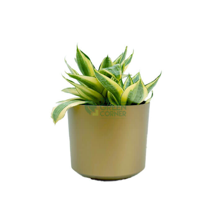 Sansevieria Golden Hani Gold 1
