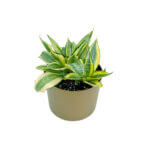 Sansevieria Golden Hani Gold 2