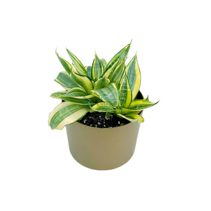 Sansevieria Golden Hani Gold 2
