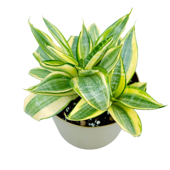 Sansevieria Golden Hani Gold 3