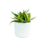 Sansevieria Golden Hani White 1