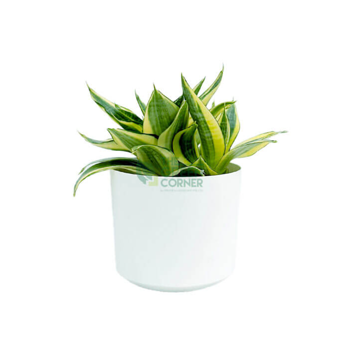 Sansevieria Golden Hani White 1