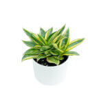 Sansevieria Golden Hani White 2
