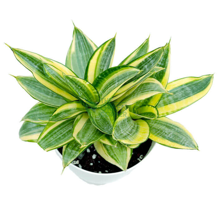 Sansevieria Golden Hani White 3