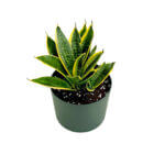 Sansevieria Superba Black 2