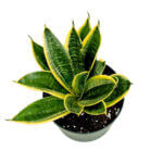 Sansevieria Superba Black 3