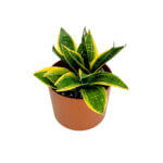 Sansevieria Superba Copper 2