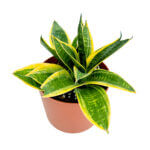 Sansevieria Superba Copper 3