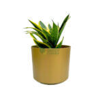 Sansevieria Superba Gold 1