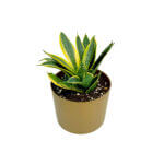 Sansevieria Superba Gold 2