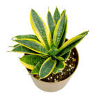 Sansevieria Superba Gold 3
