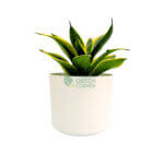 Sansevieria Superba White 1