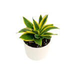 Sansevieria Superba White 2