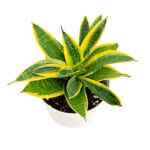 Sansevieria Superba - Image 6