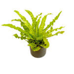 Asplenium Crispy Wave Black 2