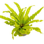 Asplenium Crispy Wave Black 3