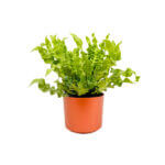 Asplenium Crispy Wave Copper 1