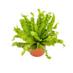 Asplenium Crispy Wave Copper 2