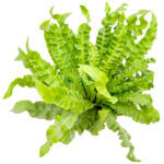 Asplenium Crispy Wave Copper 3