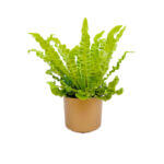 Asplenium Crispy Wave Gold 1